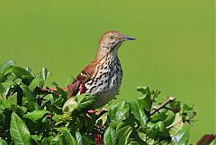 Brown Thrasher